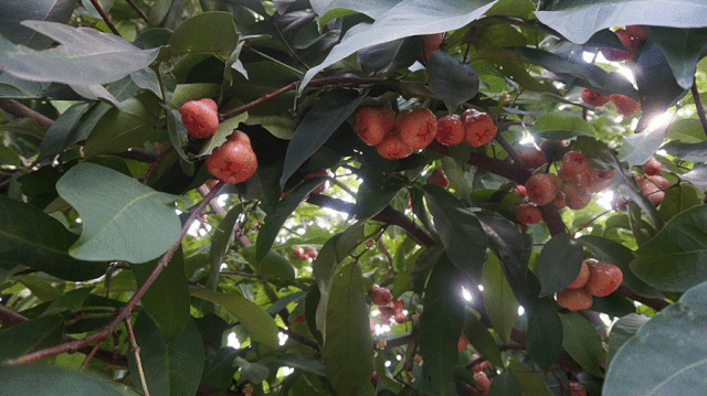 浓情端午,粽情相约-PTI六月拓展活动(images 1)